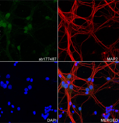 ab177487-Recombinant Anti-NeuN antibody [EPR12763] - Neuronal